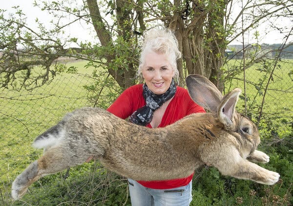 Annette Edwards and Darius, her giant rabbit.