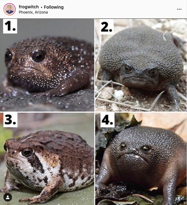 Four black rain frogs, which are described as looking like an angry avocado