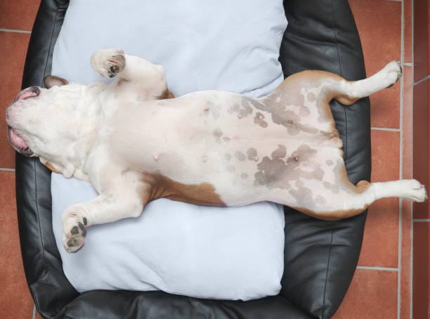 1,725 Dog Laying On Back Stock Photos, Pictures & Royalty-Free Images -  iStock