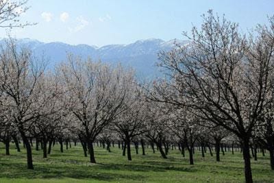 Apricot trees. Credit: Jyldyz Doolbekova