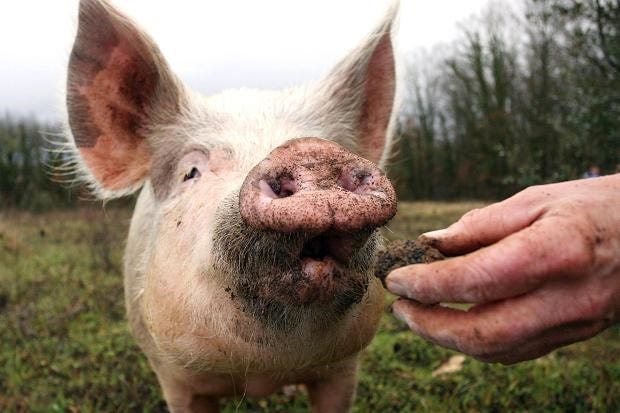You too can be a “Use Case Truffle Pig” - DataDriven - City of New Orleans