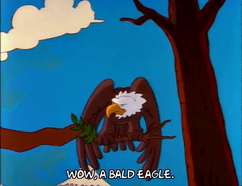 A few frames from the Simpsons. A cartoon bald eagle sits on a branch and spreads its wings over the text "Wow, a bald eagle."