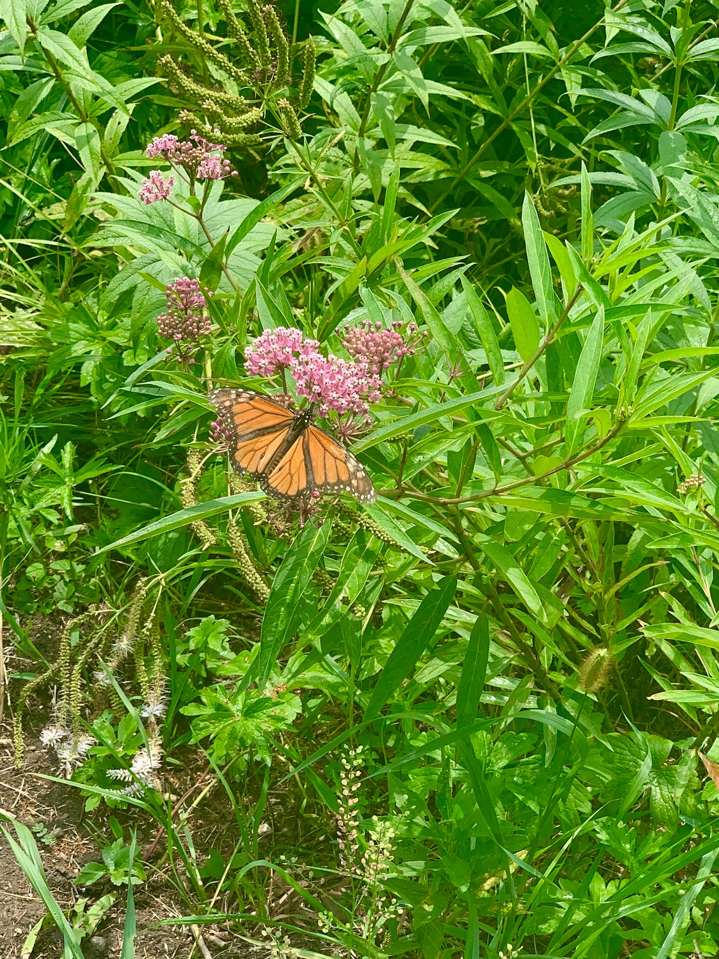An orange and black butterfly sits, wings open, atop a small grouping of pink flowers.