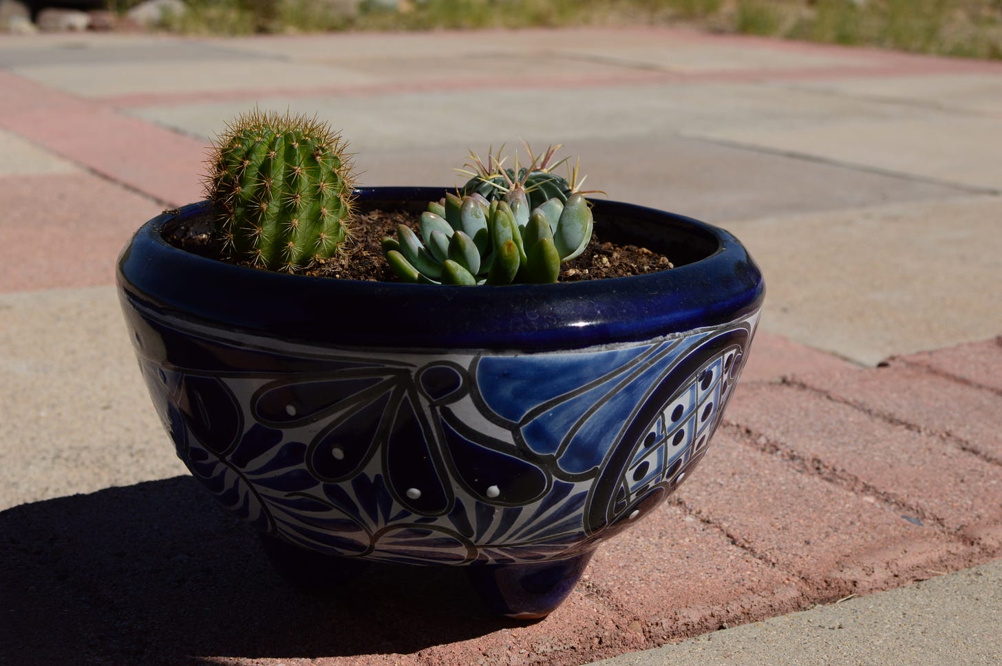 small cacti and sedeveria in blue and white talavera container