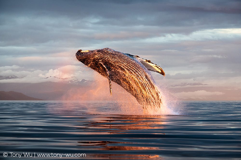 humpback whale night breach