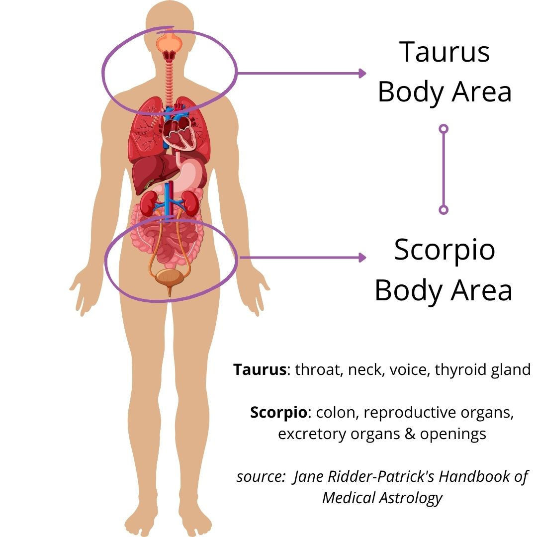 Diagram of the human body with the Taurus and Scorpio body areas (neck and bottom of torso) circled
