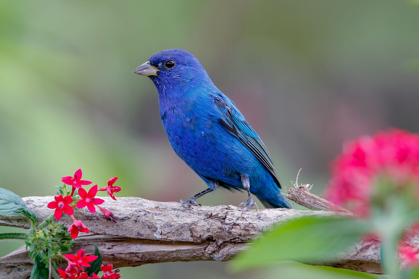 Indigo Bunting | Audubon Field Guide