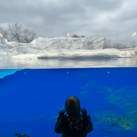 A stop-motion photo animation loop taken at the Arctic section of the Detroit Zoo. A toddler in a striped pom pom hat is silhouetted from behind with palms on the glass of a blue tank, and above that the surface of the water ripples with fake glaciers on top. A bird flies from right to left out of the frame.