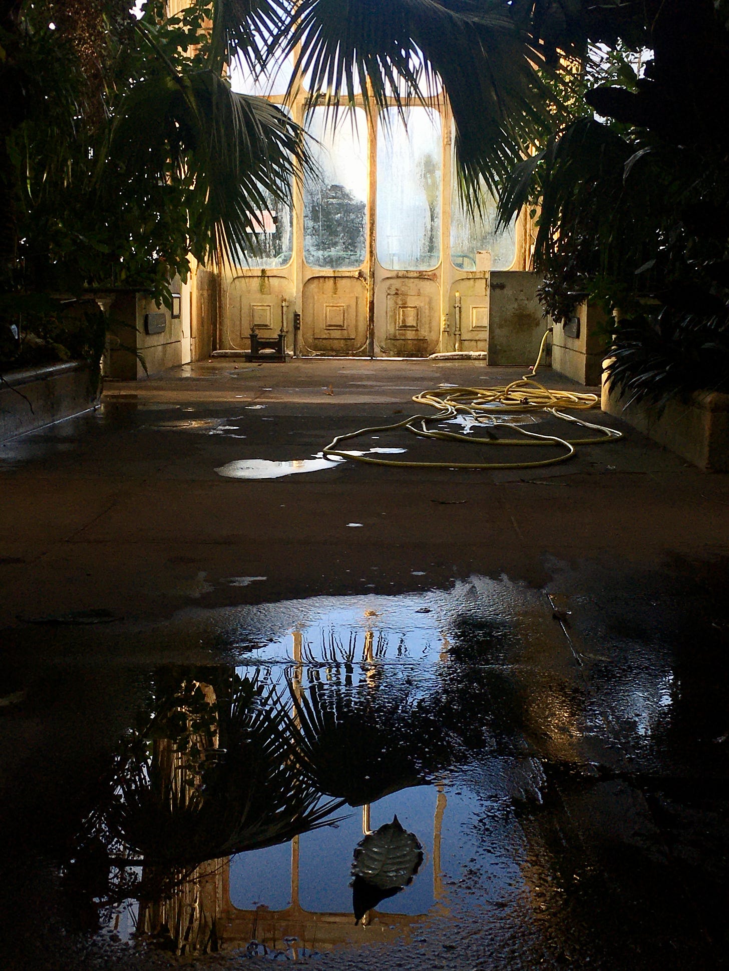 Framed by palm fronds, a rusty white door with steamy windows is reflected in a puddle.