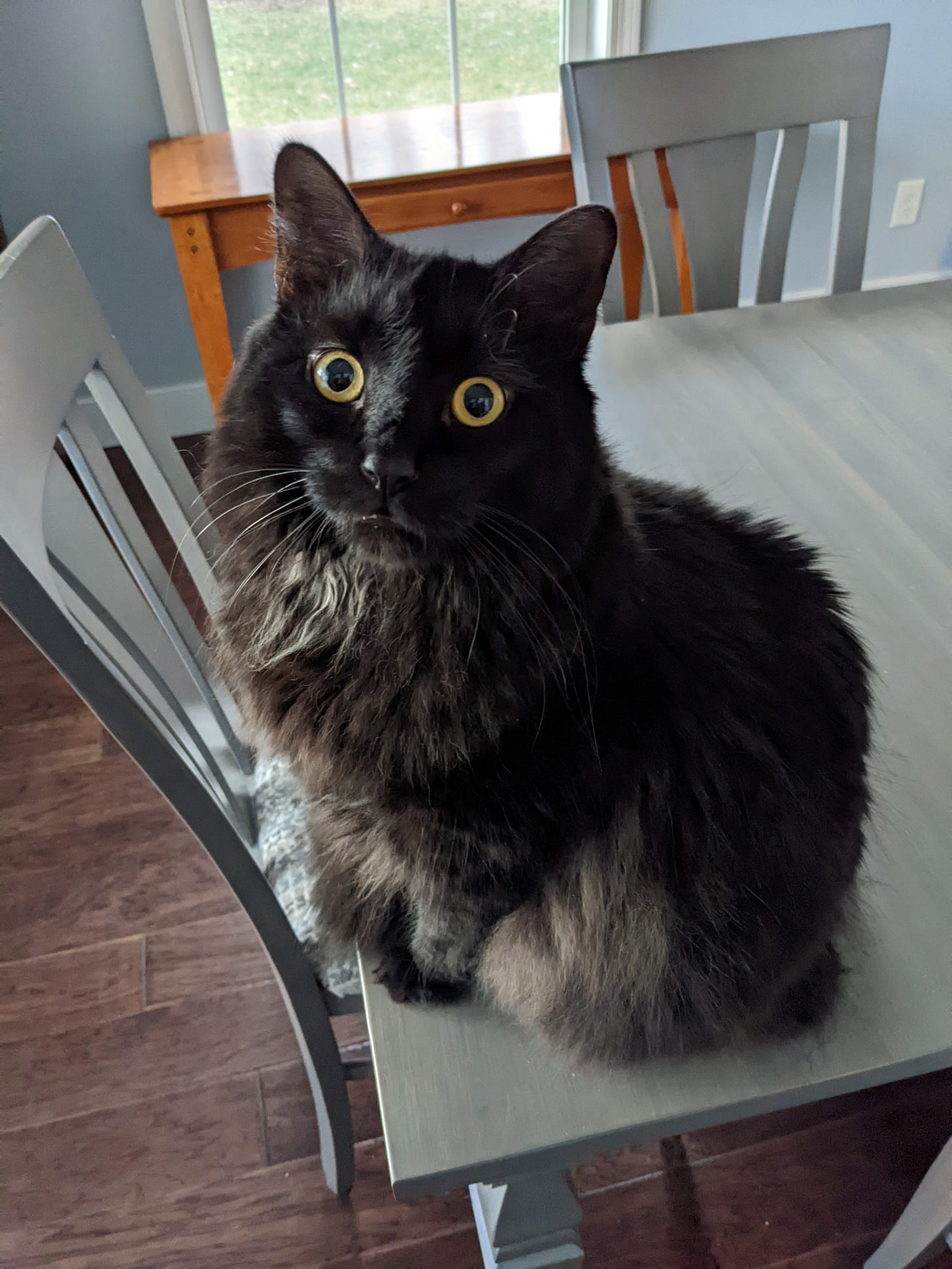 A fluffy black cat with big eyes sitting on a gray table