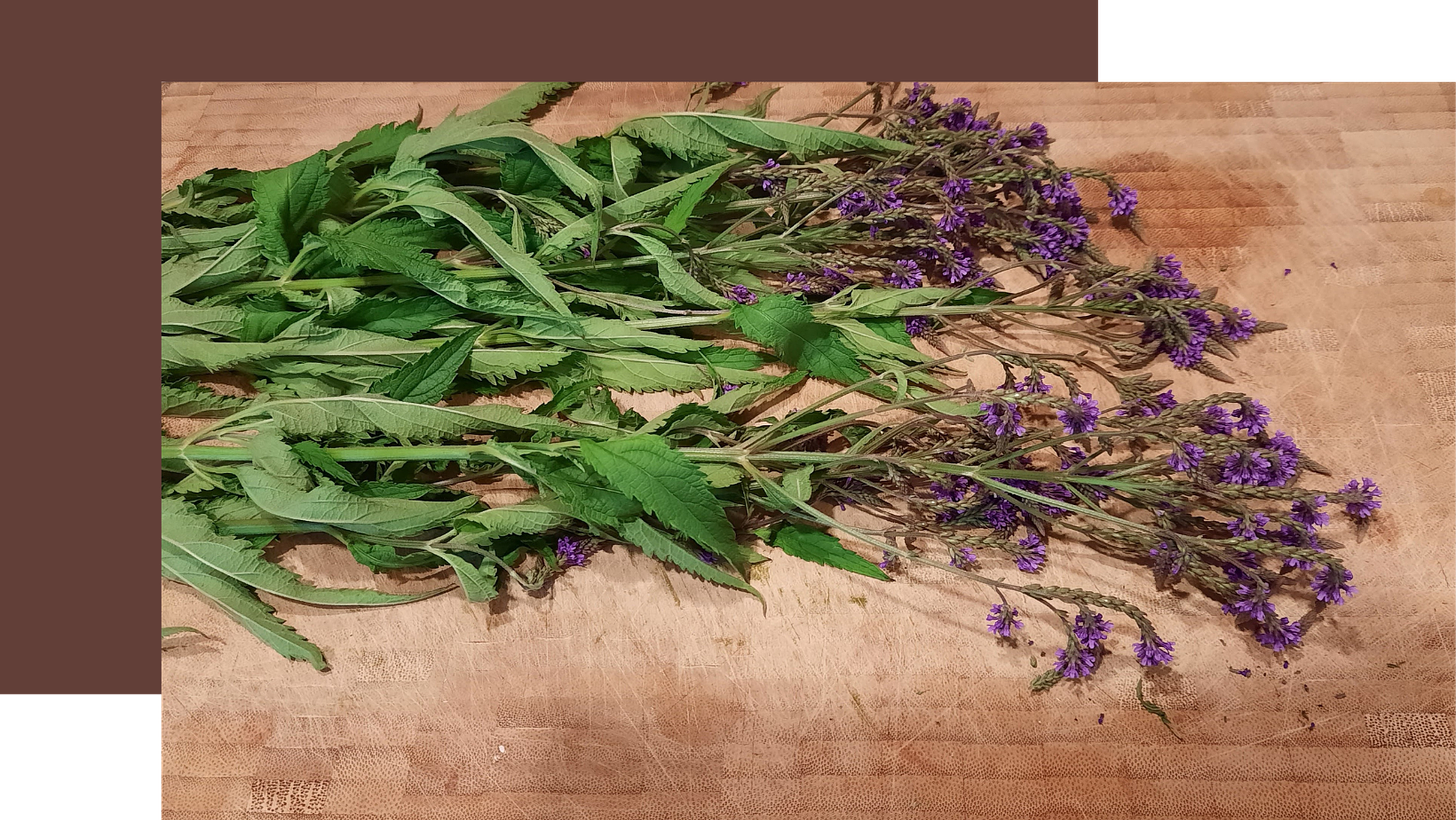 Photo of Blue Vervain on the cutting board