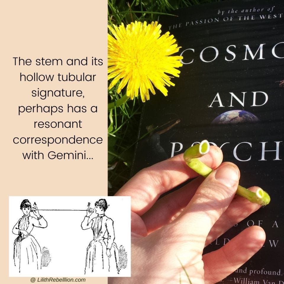 Cosmos and Psyche book on the grass beneath hand holding dandelion stem, beside an illustration of two women using a tin can phone, and the caption: the stem and its hollow tubular signature, perhaps has a resonant correspondence with Gemini...
