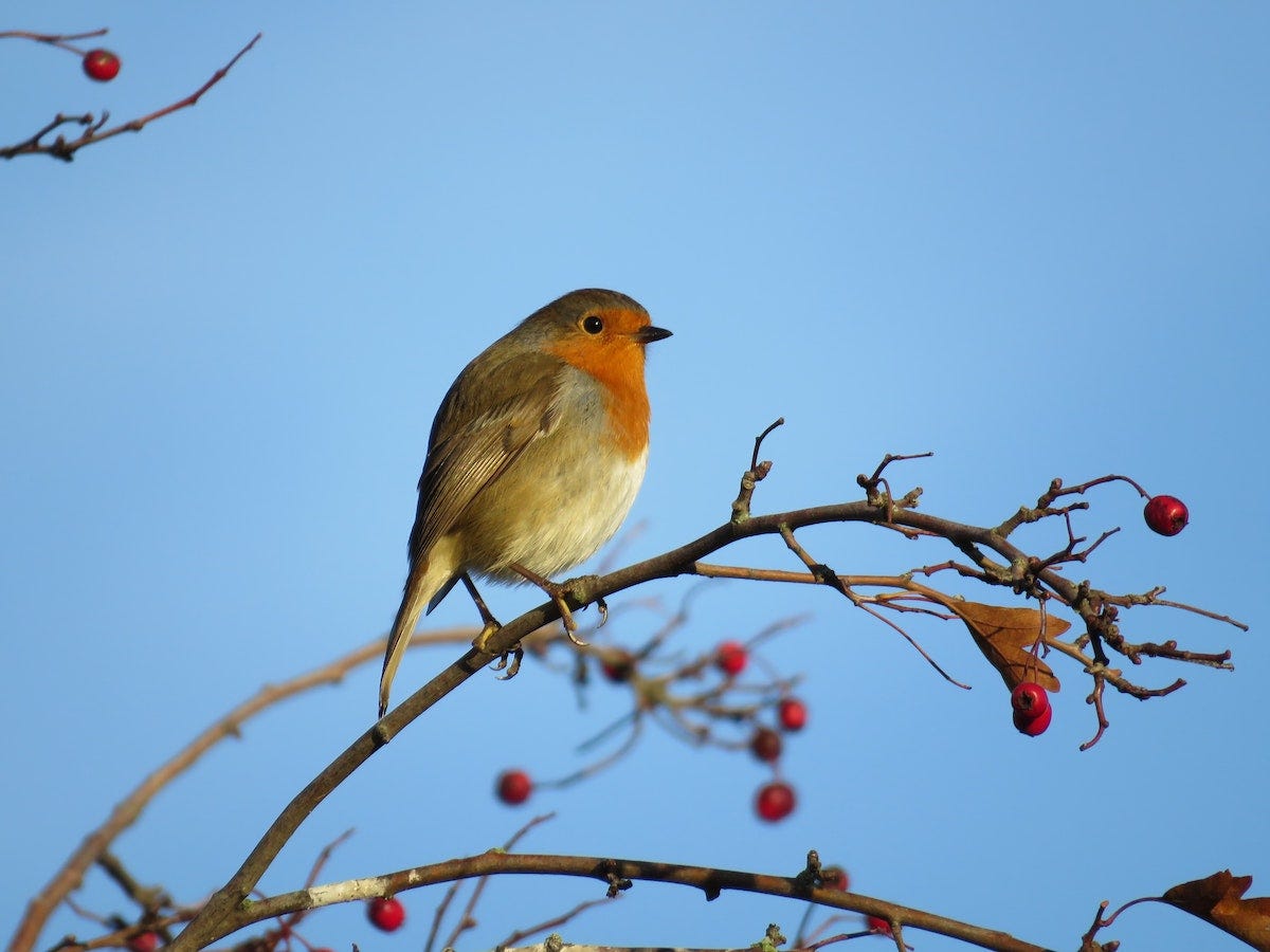 Robin on a branch with red berries.