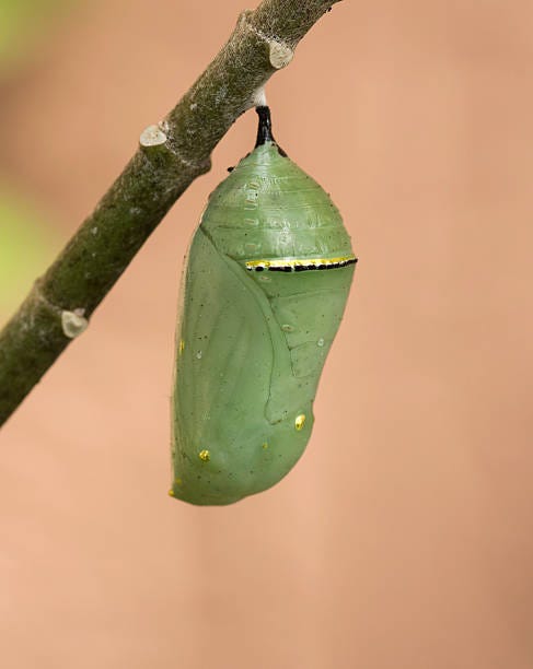 12,516 Caterpillar Cocoon Stock Photos, Pictures & Royalty-Free Images -  iStock