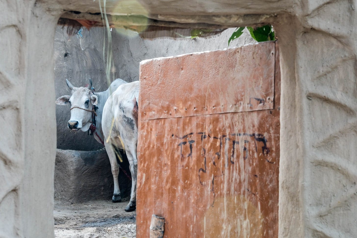 Cow inside a mud hut in remote village, Uttar Pradesh, India