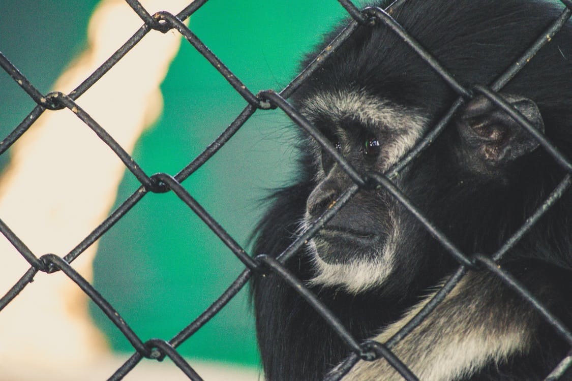 Free Close Up Photo of Black Ape Stock Photo