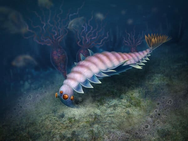 An artist's rendering of the rare Opabinia specimen, based on the second opabiniid fossil ever discovered.