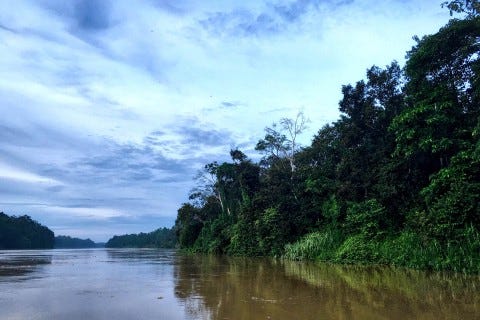MALAYSIA: Kinabatangan River