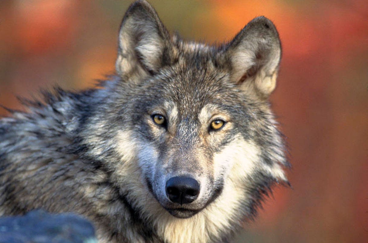 https://www.science.org/do/10.1126/science.abl9147/abs/_20210812_on_wisconsinwolf.jpg