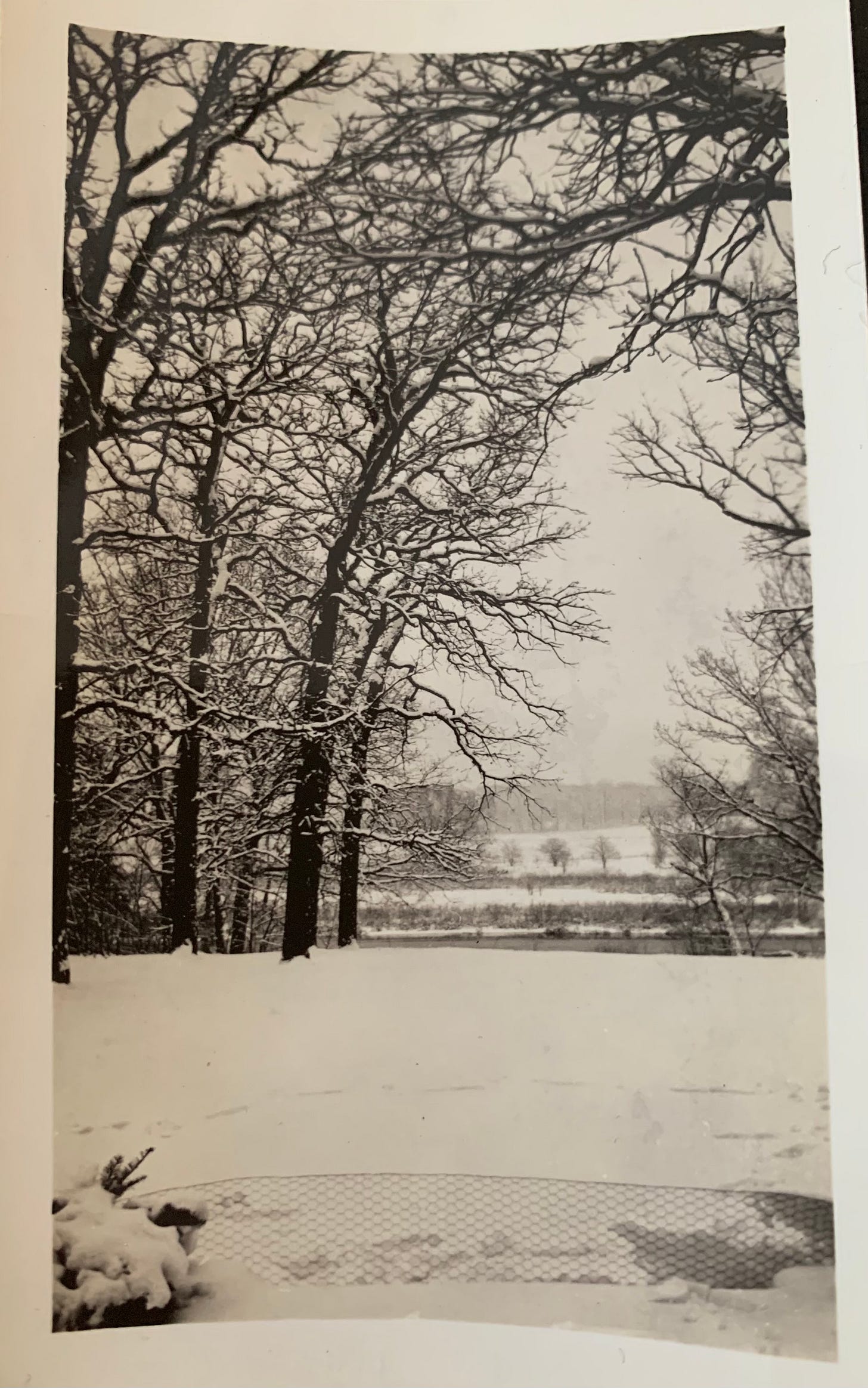 Photo of a snowy landscape with many large, snow accented bare trees. The yard slopes downward toward a river.