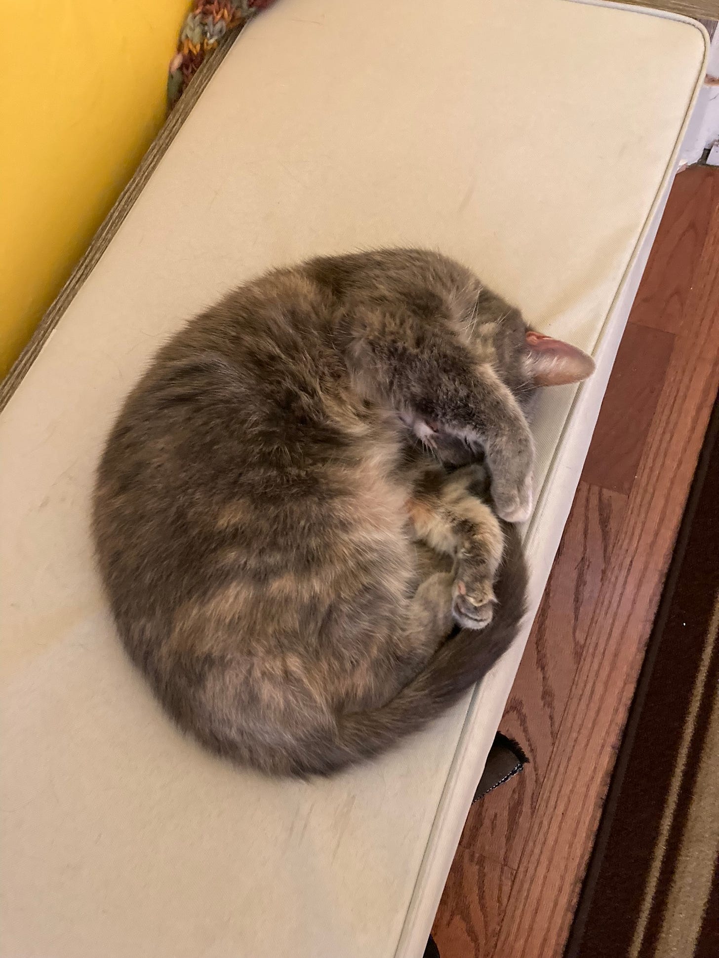 Adorable grey cat curled up with her paw covering her face
