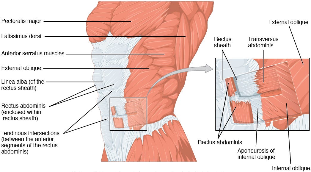 File:1112 Muscles of the Abdomen Anterolateral.png - Wikimedia Commons