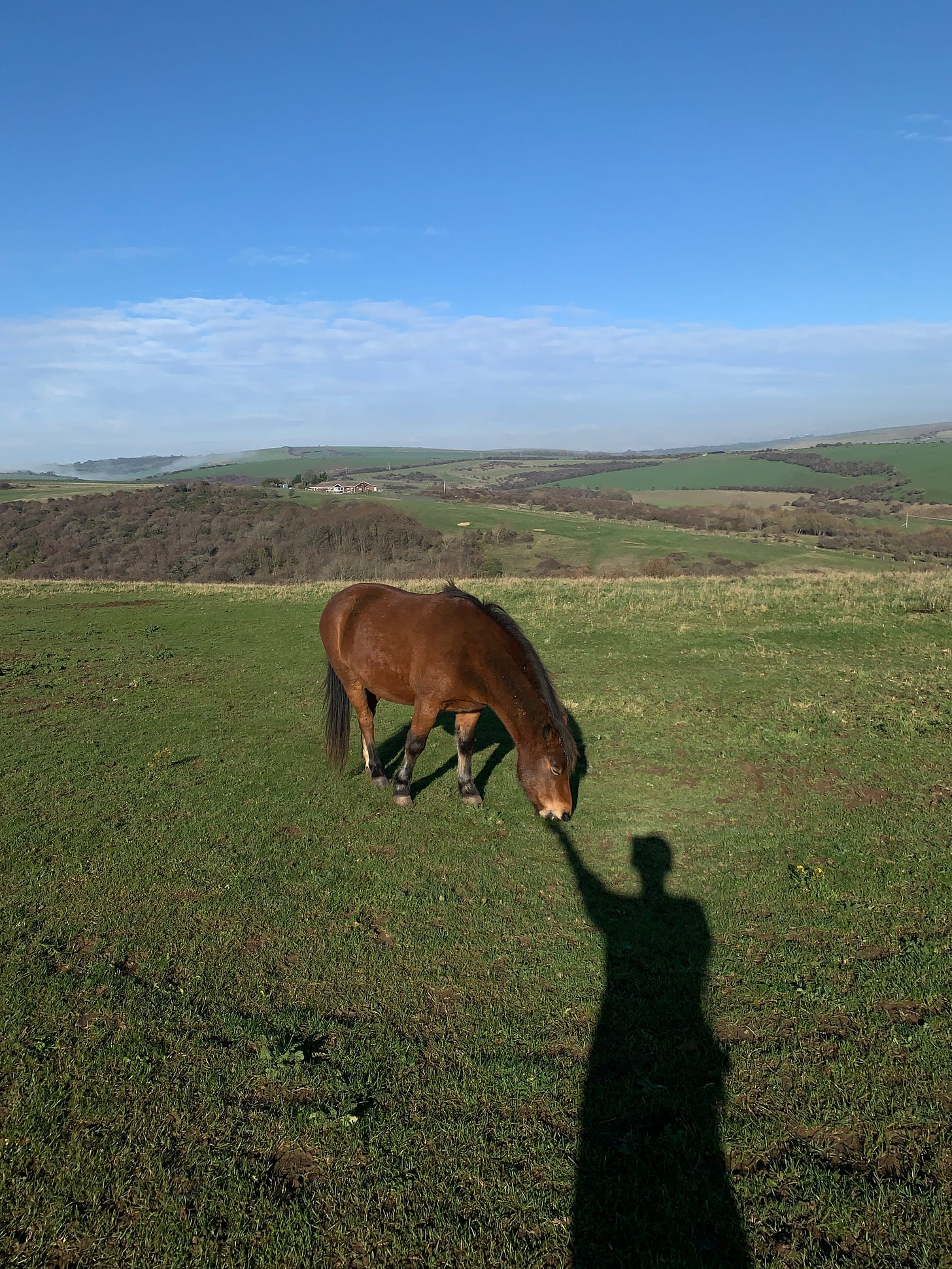 Small horse in a field between Brighton and Ditchling