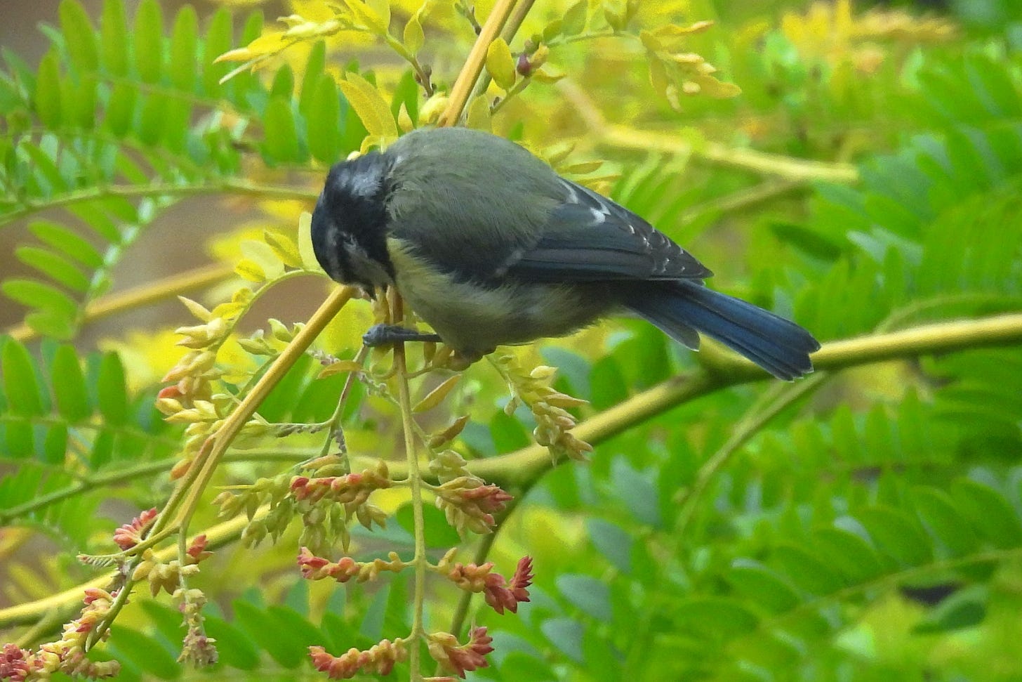 Side view of a Blue Tit as it eats seeds on a Honey Locust tree. Background of bright green leaves and pinkish flower buds in the lower left of image