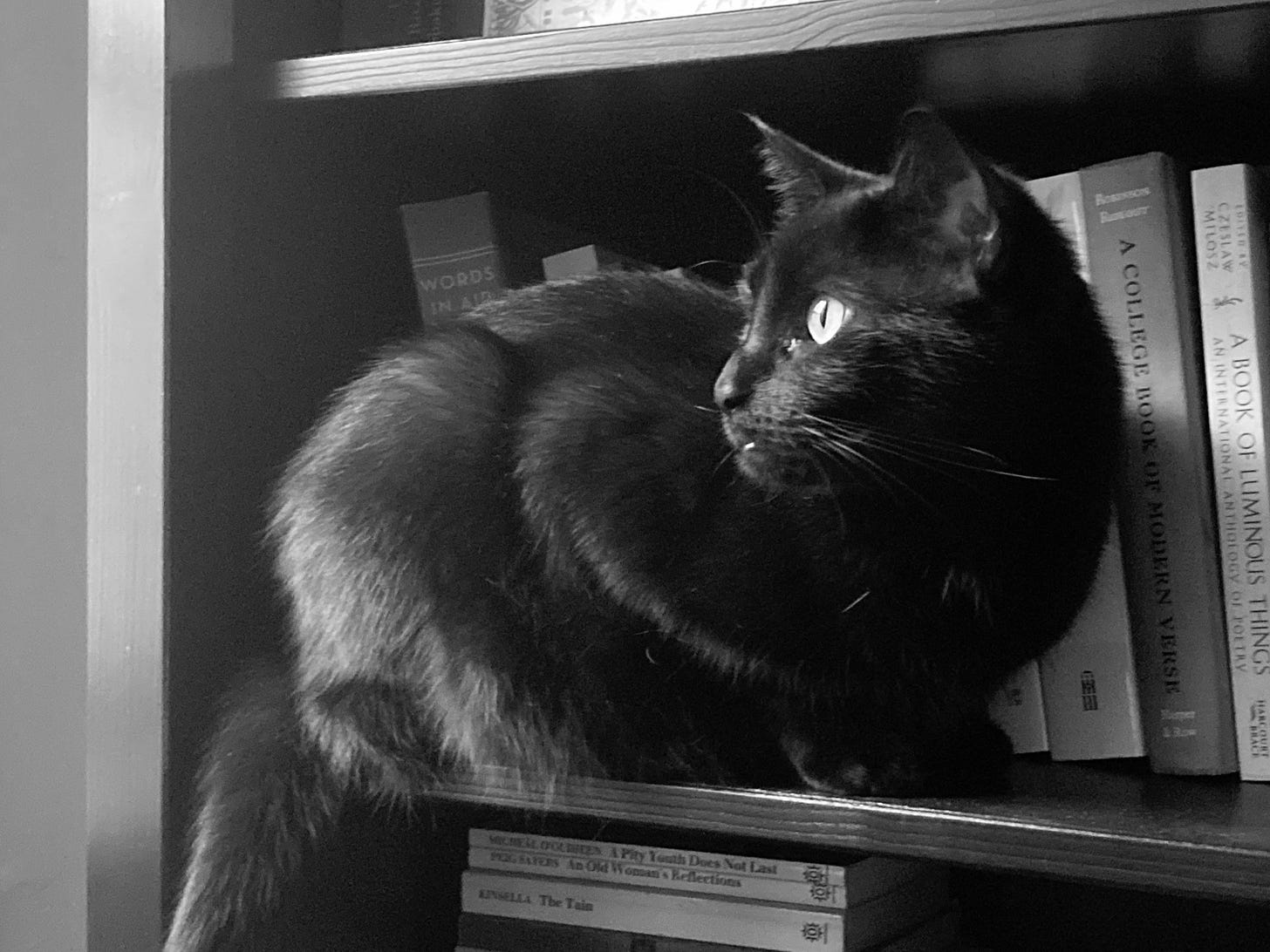 cat sitting on a bookshelf with books of poetry