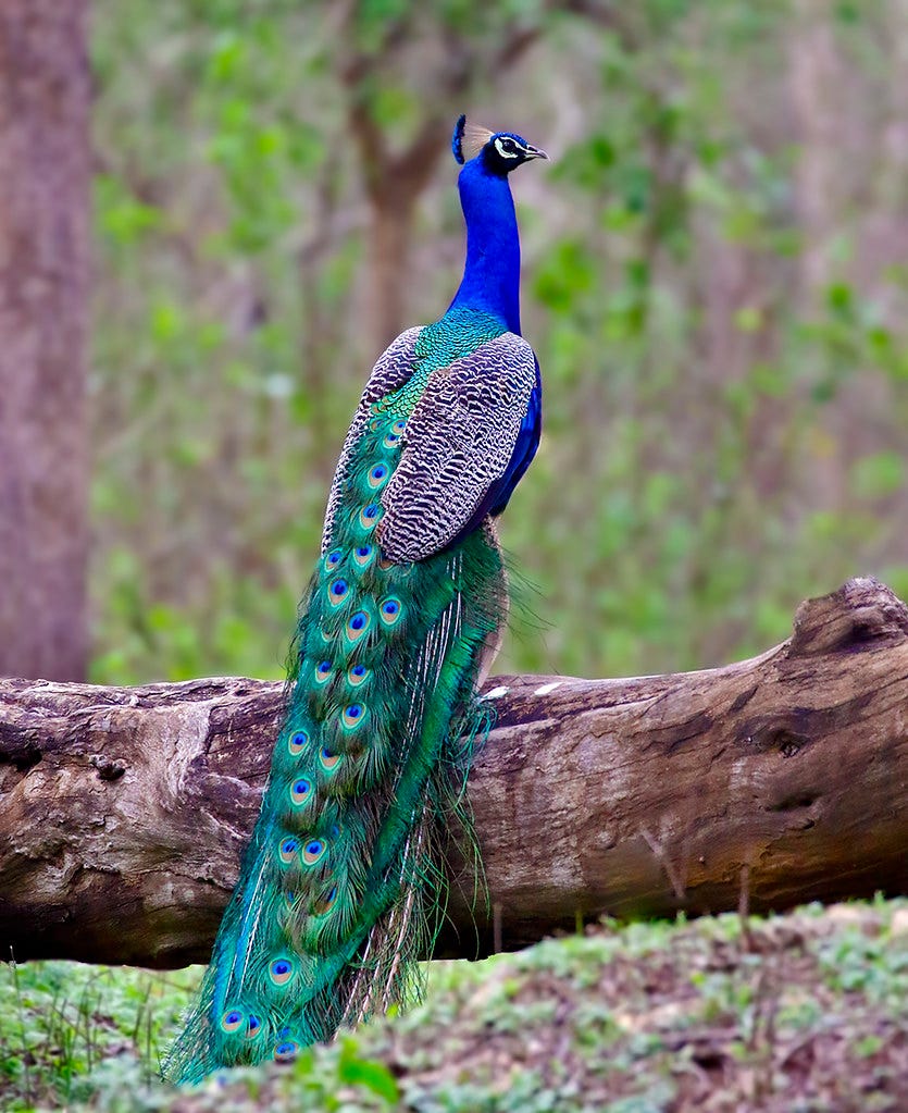 Indian Endemics: Indian Peafowl | National Bird of India and… | Flickr