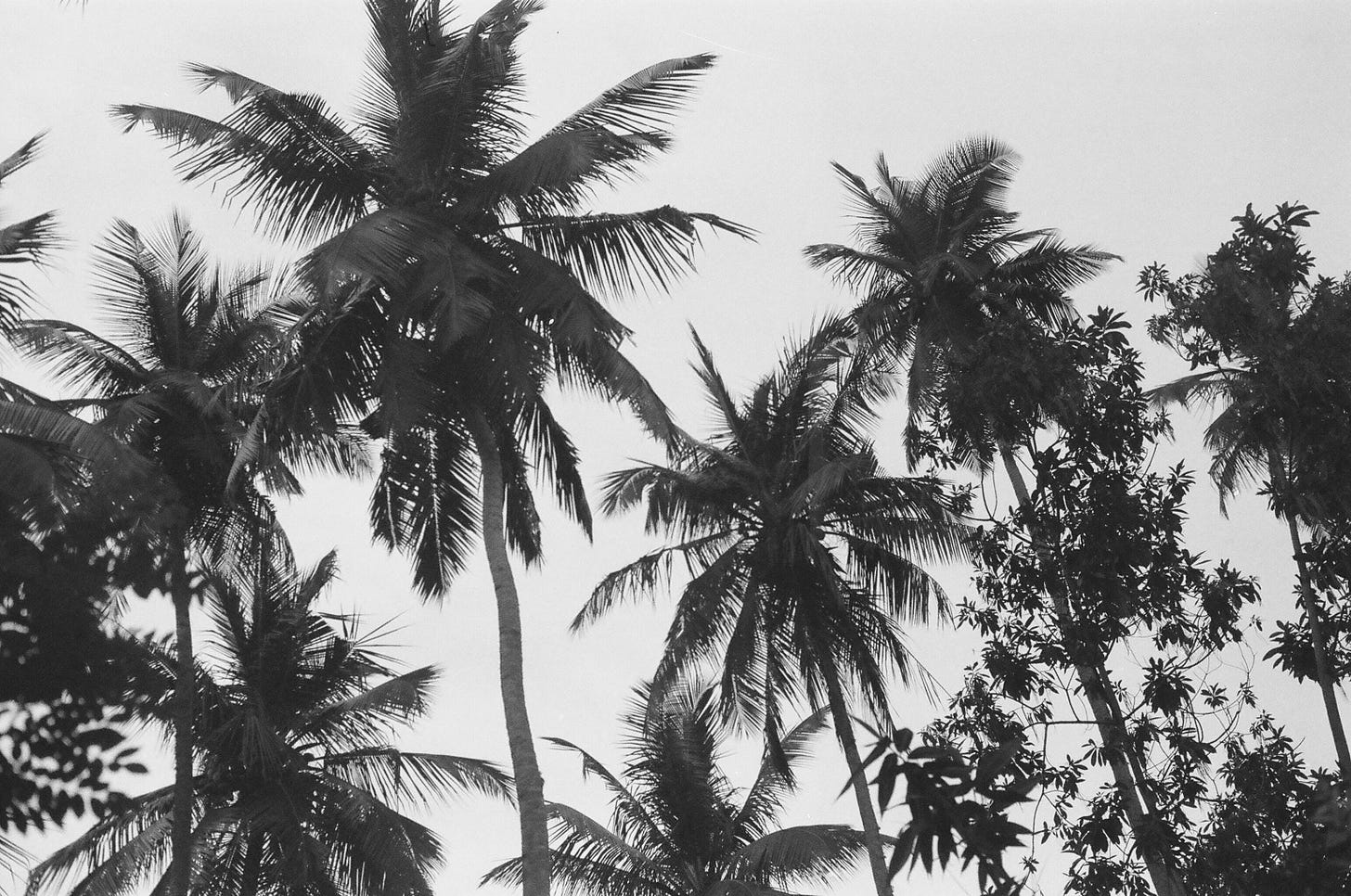 Palm Trees, Hiriketiya