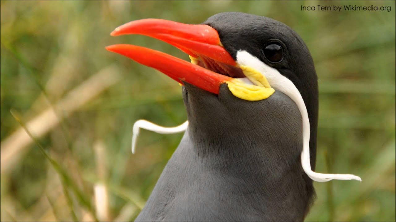 Inca Tern of South America, one of the bird world's most unique species.