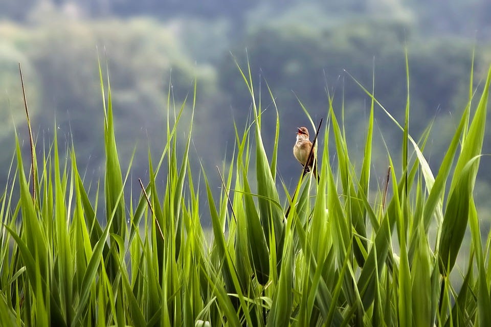 Reed Warbler, Cannareccione, Bird