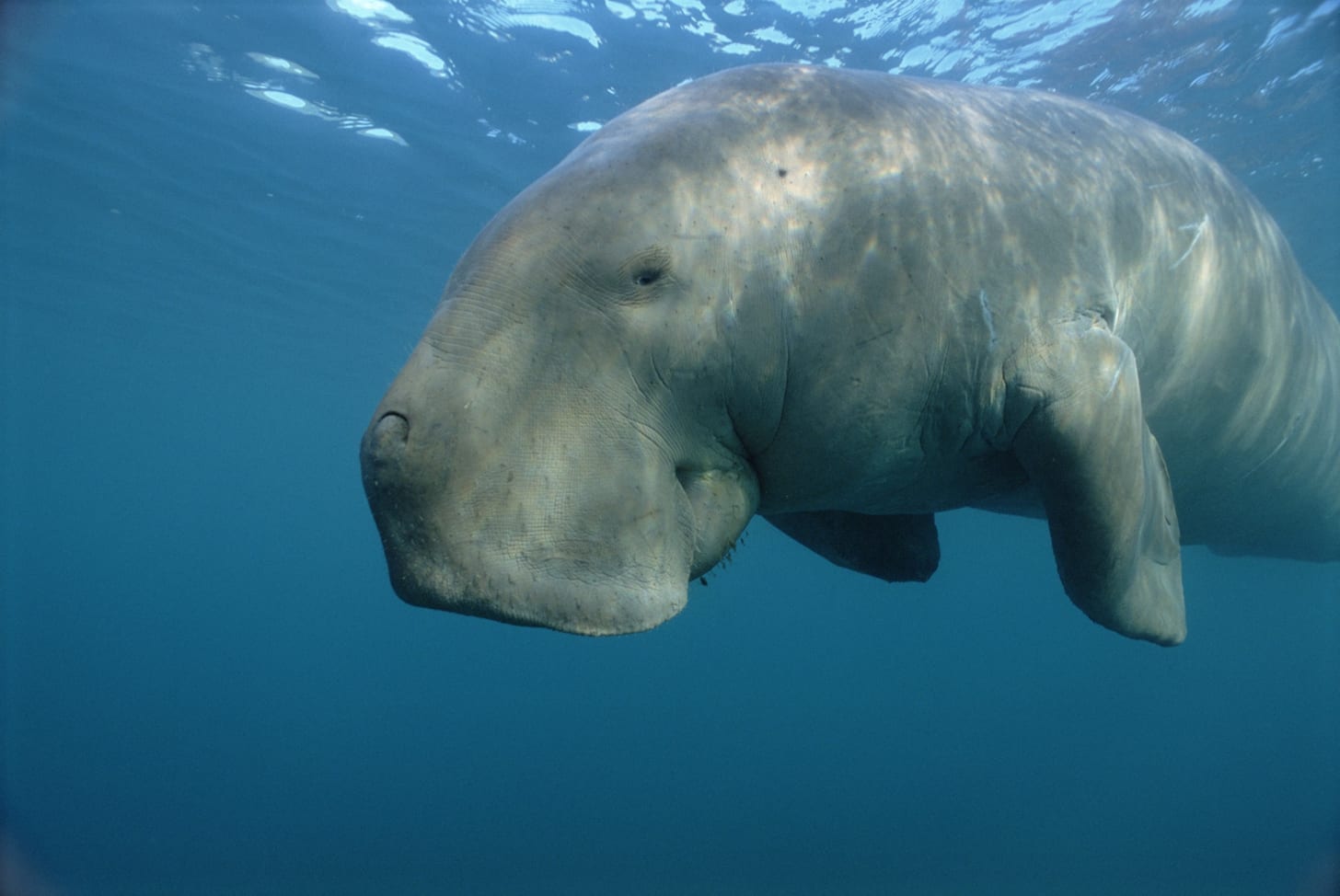 Dugong | National Geographic