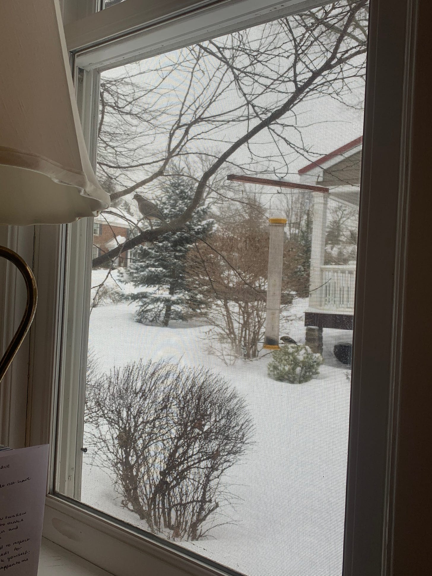 Image of the bird feeder outside Shira's office window. A morning dove sits on a branch, a finch sits on the birdfeeder. 