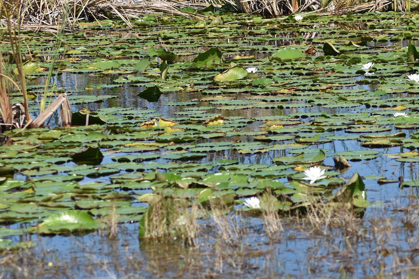 Waterlilies on pond