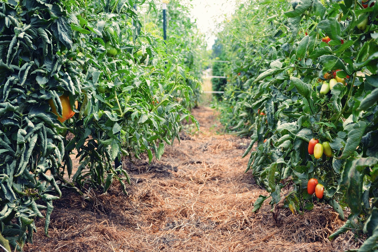 A row of ripening tomatoes on a farm. 
