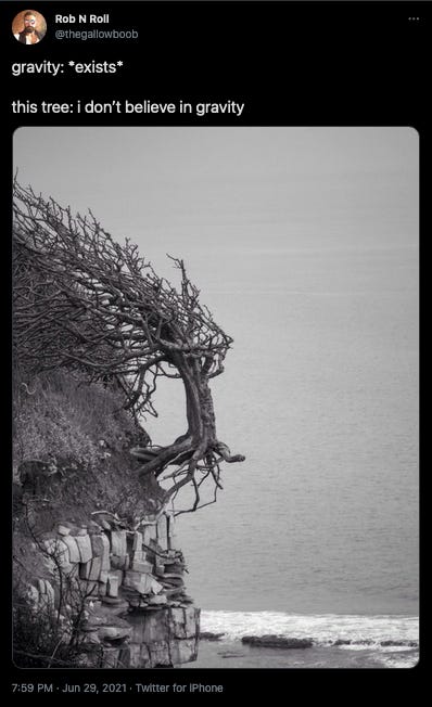 A gravity defying tree growing off a cliff, attached by its roots and branches on one side, but basically floating over nothingness with the ocean far below