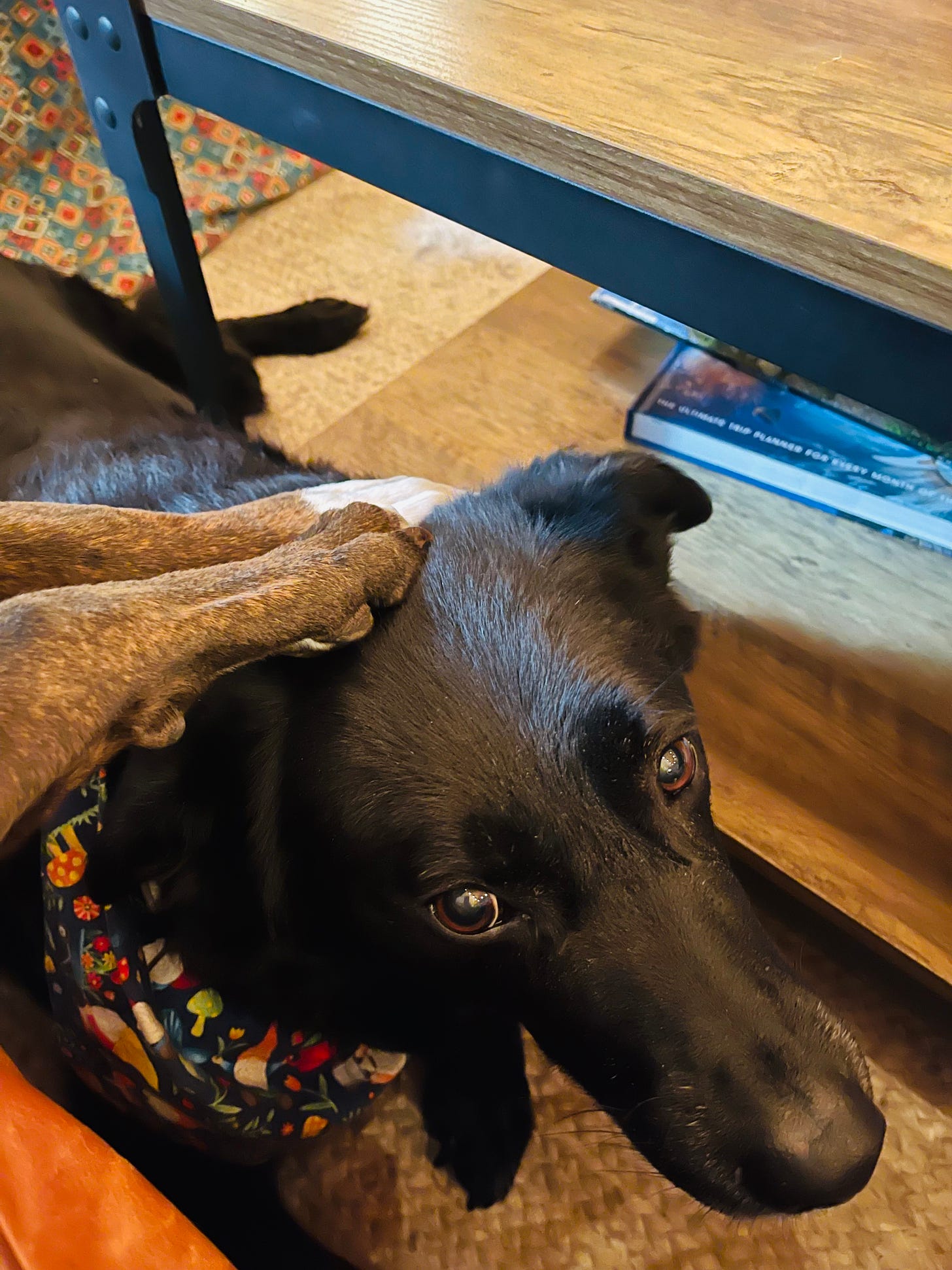 dog on floor in living room. Another dog's paws are on top of his head. 