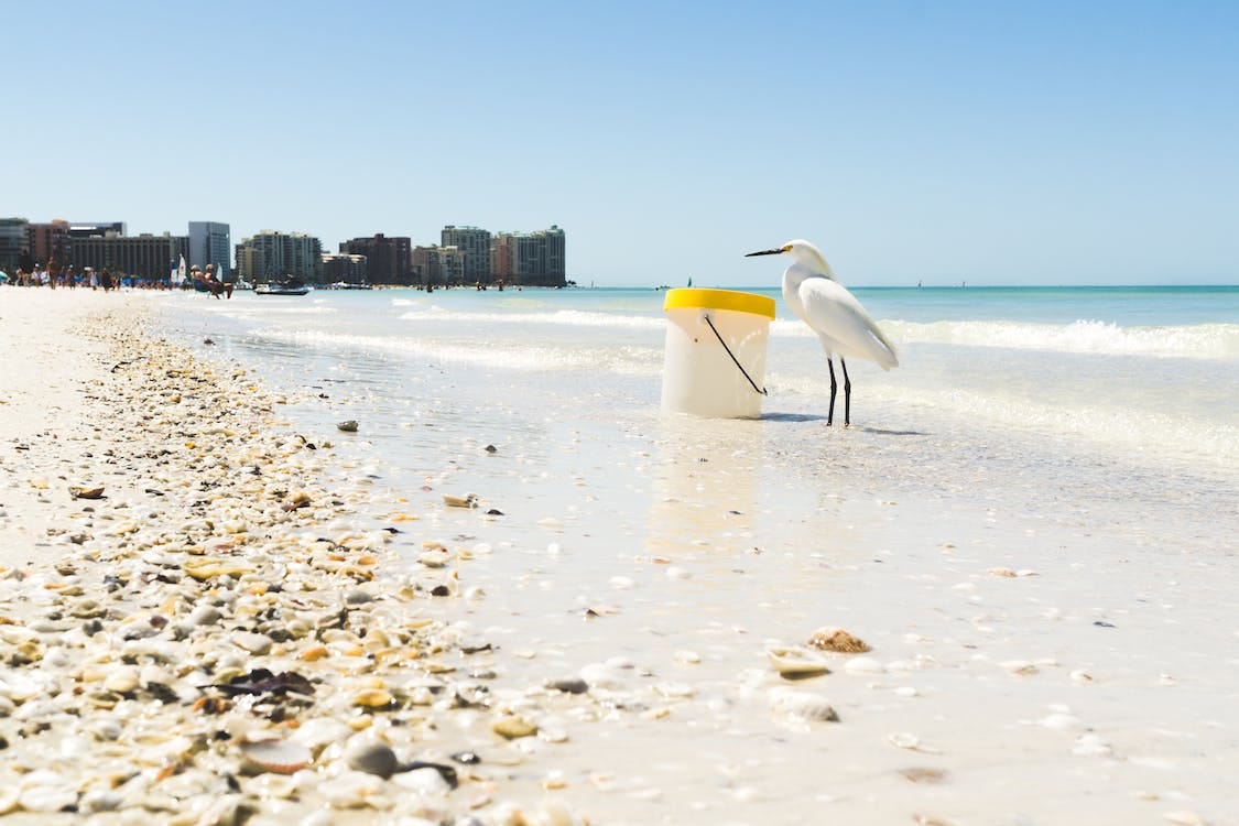 Free White Seagull on Seashore Beside Plastic Container Stock Photo