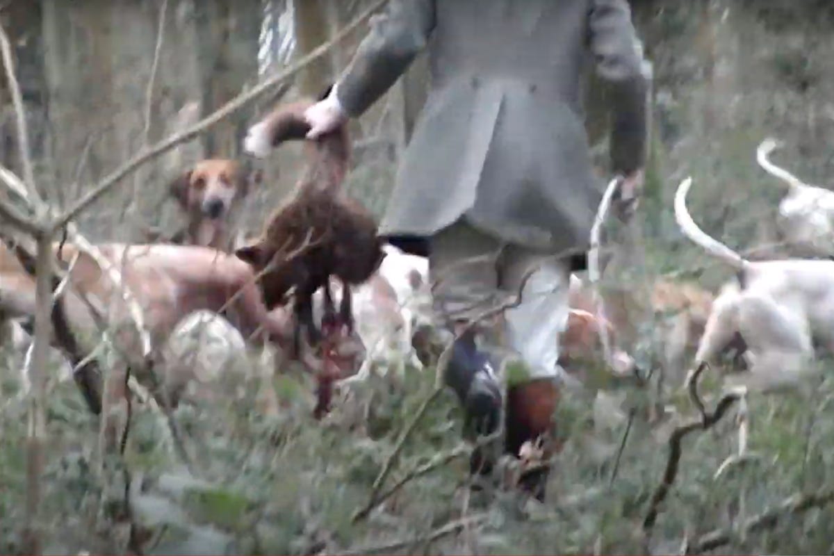 Hunt member holds dead fox by their brush with hounds in the background.