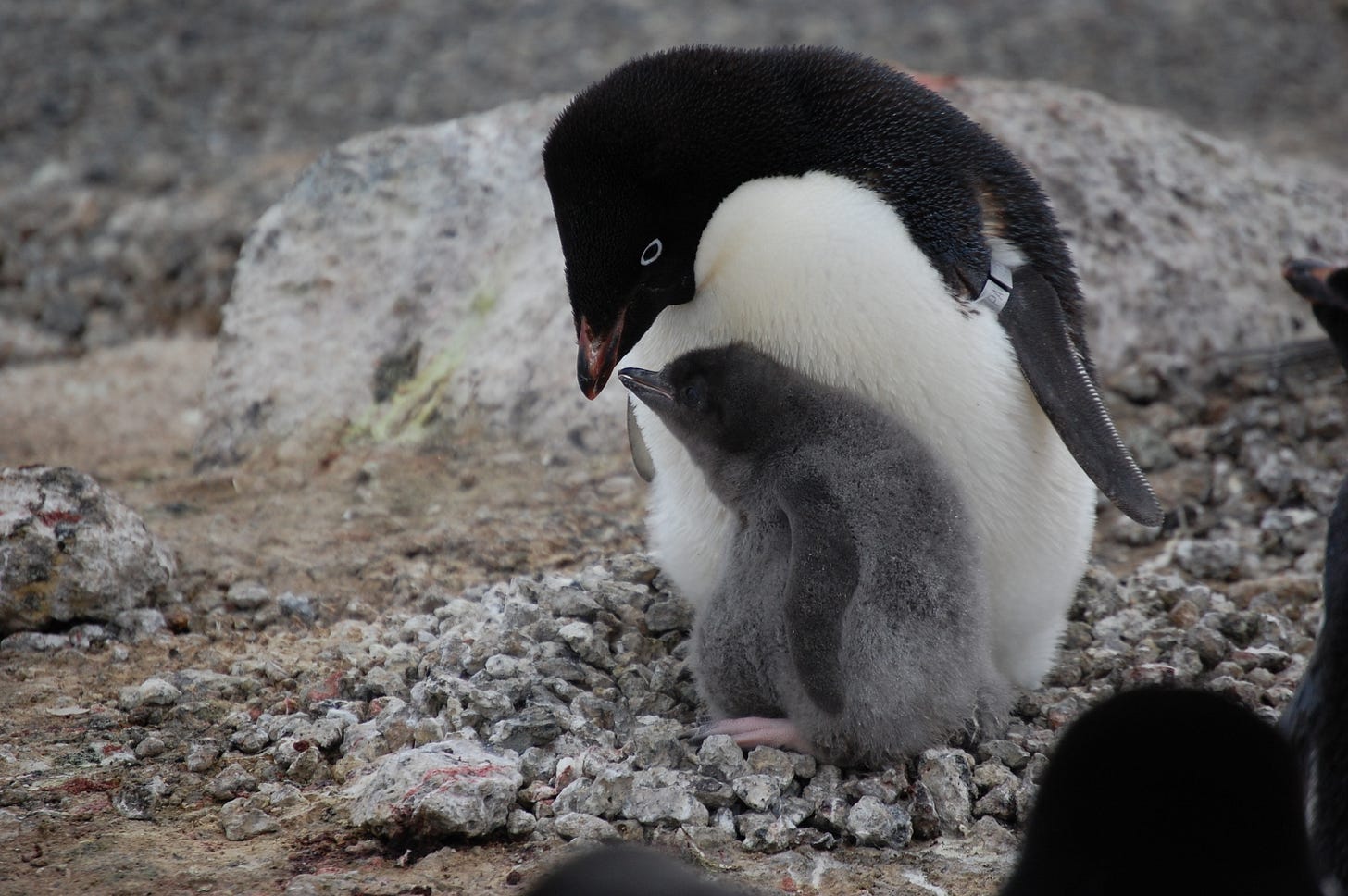 Multimedia Gallery - Adélie penguins are banded so penguin researchers can  track them throughout their life cycles. | NSF - National Science Foundation