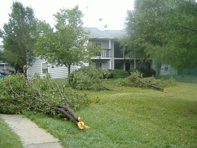 These limbs are ready for cutting down as well.