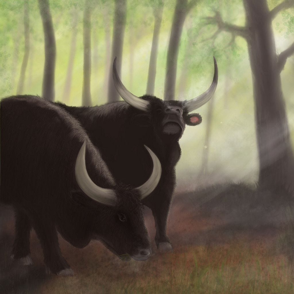 Aurochsen | Prehistoric wildlife, Prehistoric animals, Prehistoric creatures