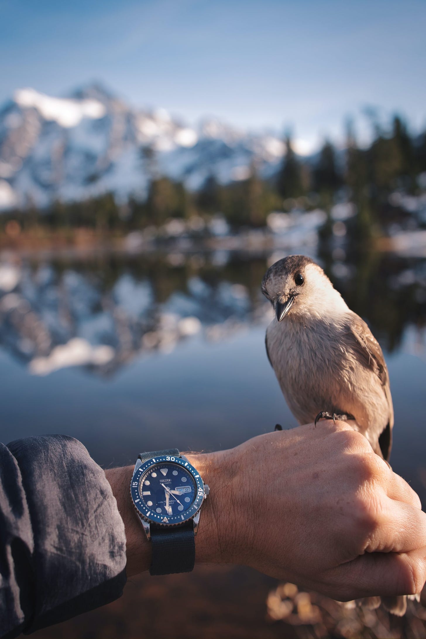 Snow jay on top of a grey sleeve, wrist shot with Mt. Shuksan in background