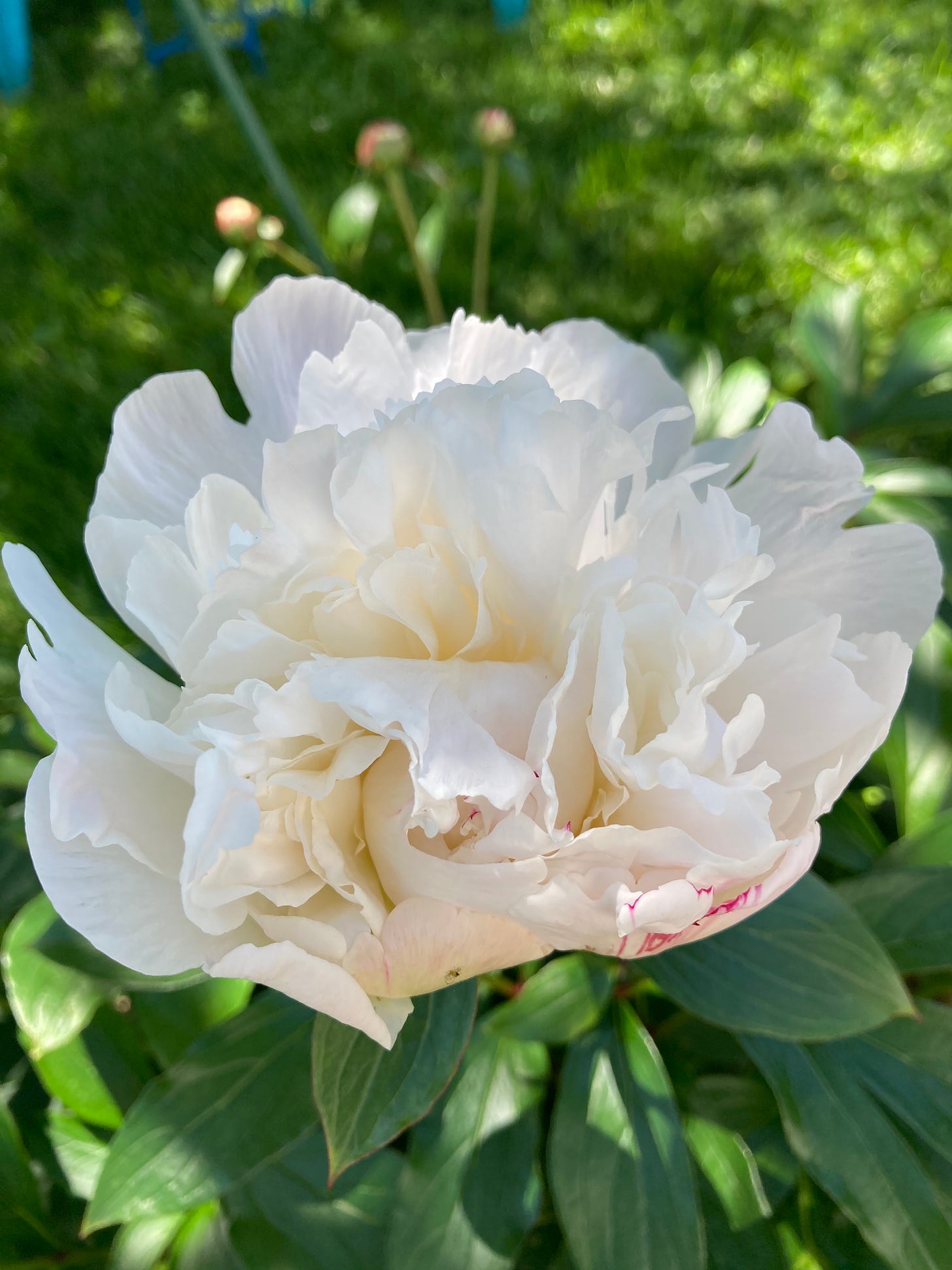 large white peony amid greenery, with some red on a few of the petals. 