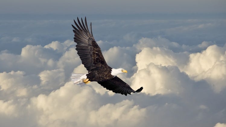 bird flying above clouds