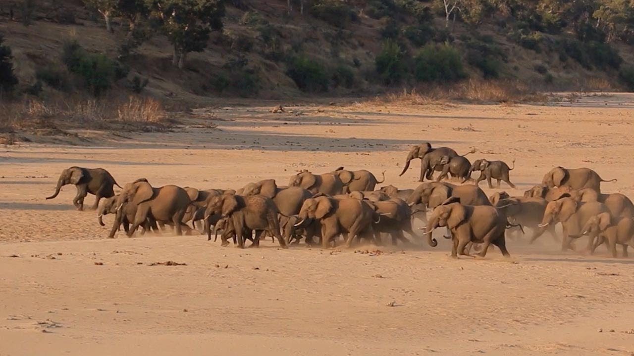 Huge Herd Of Elephants Running Together - YouTube