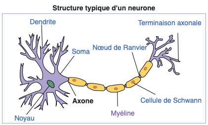Structure typique d’un neurone, on voit l’Axone et la Myéline (voir ci-dessous)