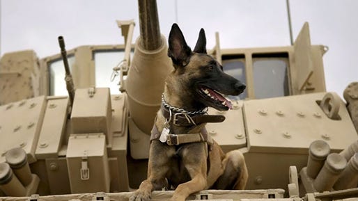 Traumatized by his handler's death in Afghanistan, a Belgian Malinois military working dog is adopted by the fallen Marine's family in "Max," a 2015 MGM / Warner Brothers family film directed by Boaz Yakin.